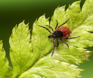 Gatunki kleszczy – które z nich są najgroźniejsze?