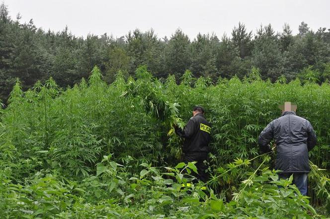 Znaleźli plantację marihuany o wartości ok 4 mln złotych