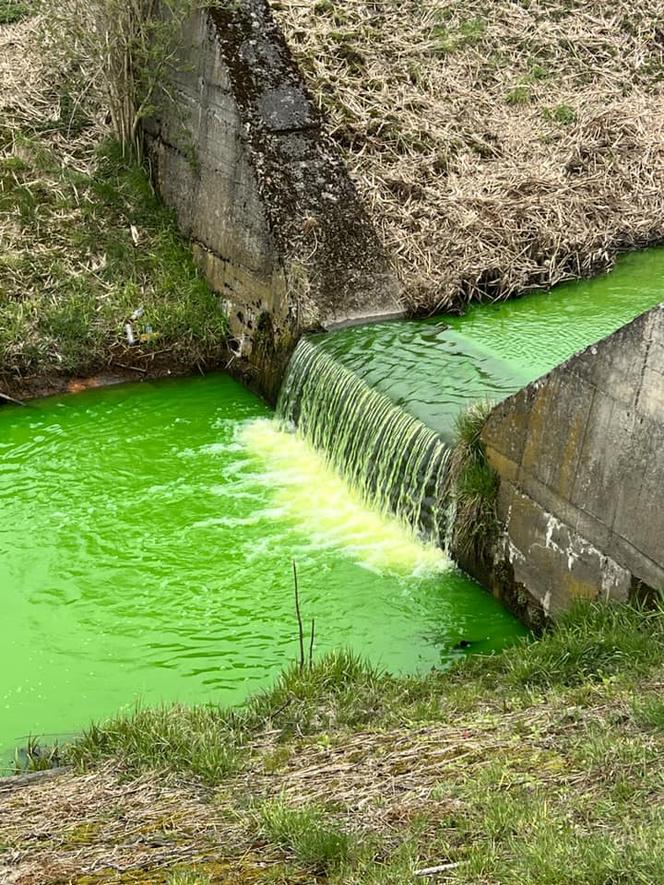 Rzeka Mleczna w Katowicach zmieniła kolor na jaskrawozielony