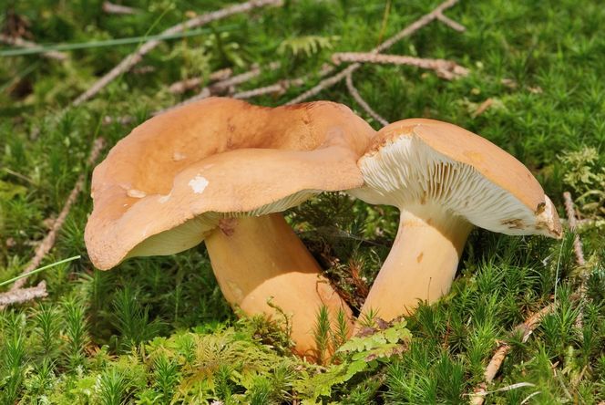 Ten grzyb o rybim zapachu rośnie w polskich lasach. Niewielu wie, że można spożywać go na surowo