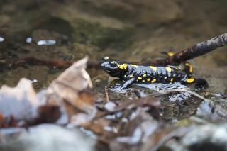  Salamandry plamiste budzą się do życia w Karkonoszach. To najładniejszy polski płaz!