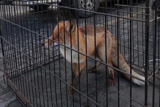 EKO Patrol uratował lisa! Wycieńczone zwierzę błąkało się po mieście [ZDJĘCIA]