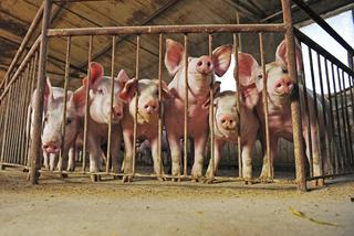 Sejm specustawą walczy z afrykańskim pomorem świn