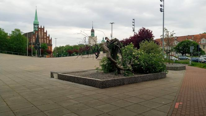 Ktoś zniszczył charakterystyczne drzewko na placu Solidarności