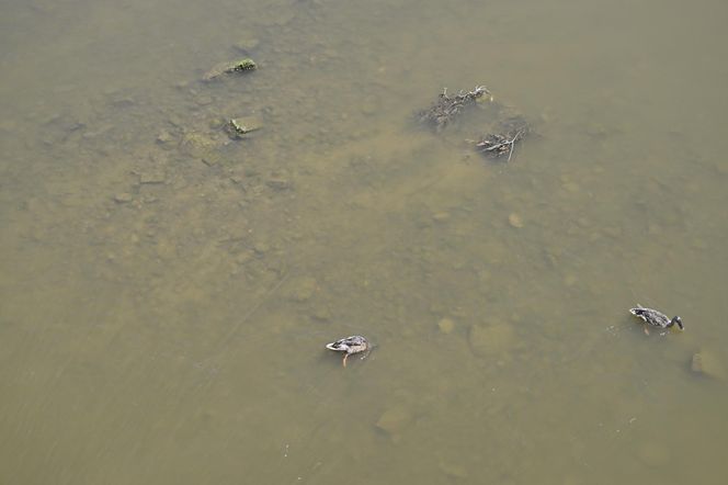 Niski stan wody w Wiśle