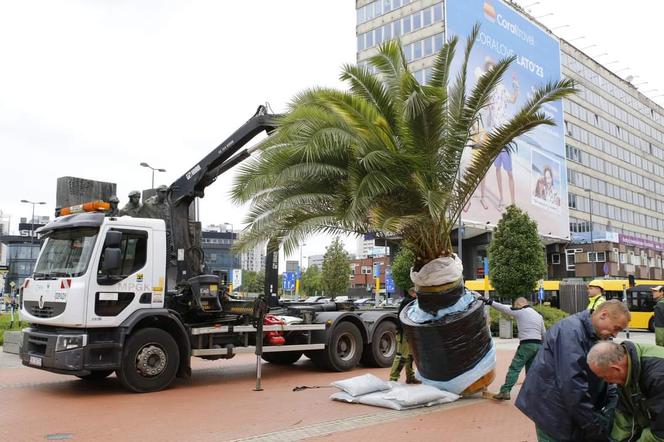 Palmy oficjalnie wróciły na katowicki Rynek. Witamy ponownie w Las Palmas de Katowice