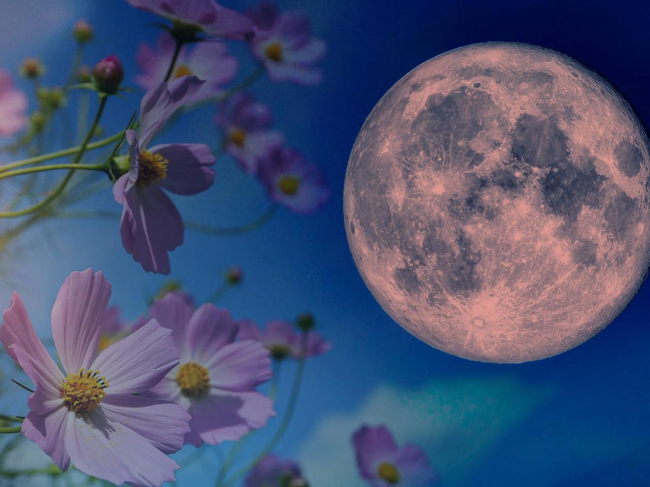 Pełne zaćmienie kwiatowego Księżyca 15-16 maja 2022. Jak obserwować to wyjątkowe zjawisko na nocnym niebie?