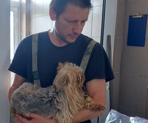 W Bydgoszczy odkryto pseudohodowlę yorków. To, co zobaczyłam, odebrało mi mowę