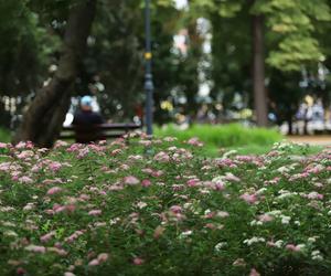 Rewitalizacja plantów w Kaliszu