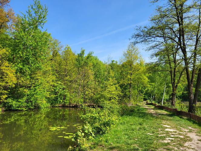 Kraków - Park Tetmajera