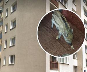 Garwolin: Miał w mieszkaniu dzika. Nadał mu nawet imię!
