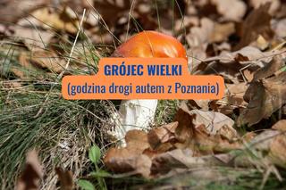 Grójec Wielki (powiat wolsztyński)