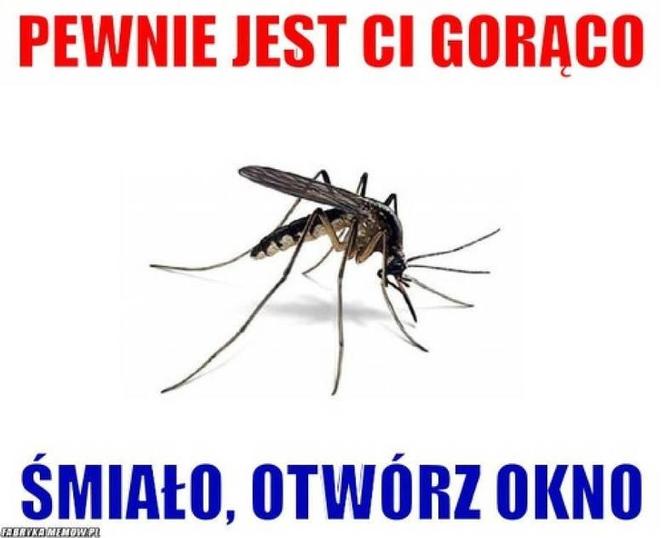 Do Polski dotarła fala gorąca. Te memy na temat upalnych dni rozbawią wszystkich do łez!