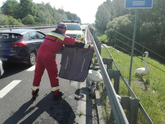 Policjanci eskortowali łabędzie