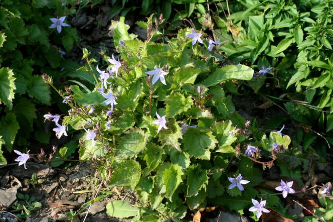 Dzwonek adriatycki - Campanula fenestrellata