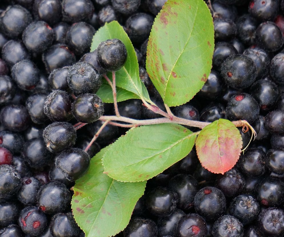 Kompot z aronii: przepis