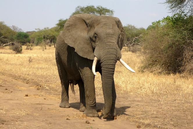 Słoń zaatakował turystów na safari. Szokujące nagranie! 