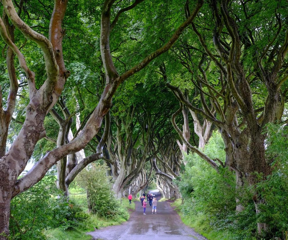 Te drzewa stały się sławne dzięki „Grze o tron”. Dzisiaj nastrojowe stare buki umierają!