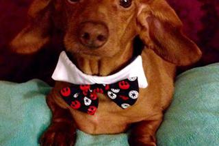 Dennis prawie zmarł z przekarmienia. Jamnik ważył 25 kg! Jak wygląda po intensywnej diecie?