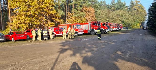 Policjanci i strażacy szukają zaginionej mieszkanki Torunia. Kobieta wyszła do lasu na grzyby