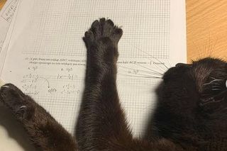 Iga Świątek opłakuje śmierć kotki Grappy