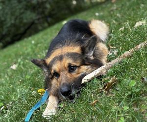 Światowy Dzień Zwierząt. Oto pupile naszych czytelników! 