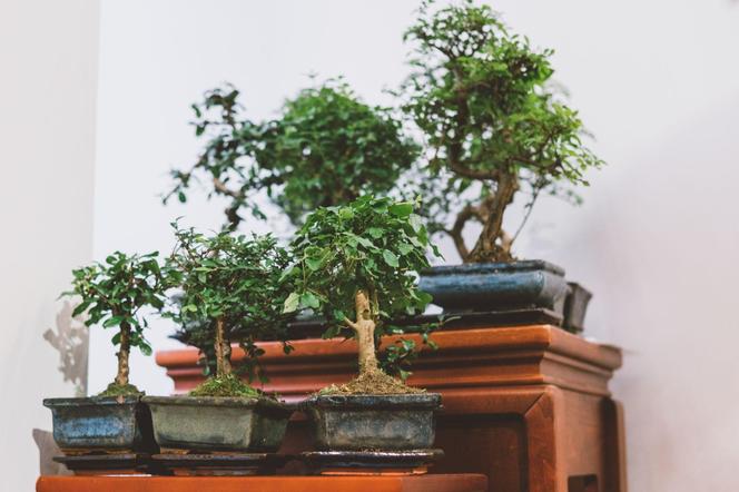 Drzewko bonsai