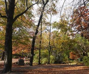 Park Wilsona