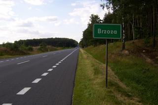 Brzoza