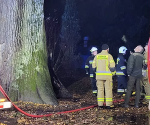 500-letni dąb Cysters przejdzie badanie tomografem