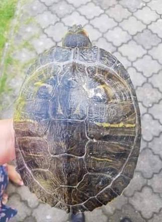 Bełchatów: Zabłąkany żółw trafił z ulicy prosto na komendę! Teraz czeka na swojego właściciela 