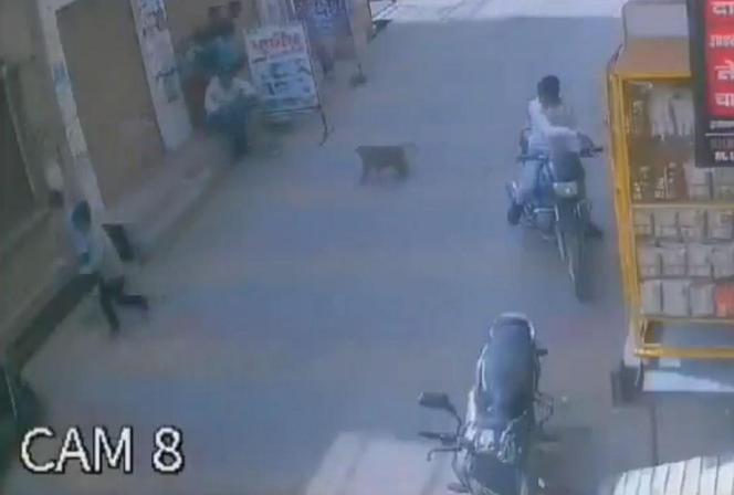 Małpa zaatakowała dziecko na ulicy! "Nikt nie reagował, chłopiec ranny"
