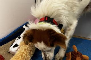 Jaś bez oczu dostał mikołajowe prezenty