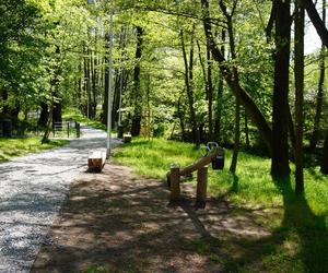 Tak wygląda park w dolinie Ślepiotki w Katowicach