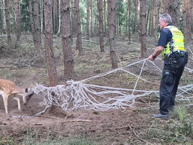  Młody daniel zaplątał się w siatki. Pomogli strażnicy z Gostynia i łowczy [ZDJĘCIA]