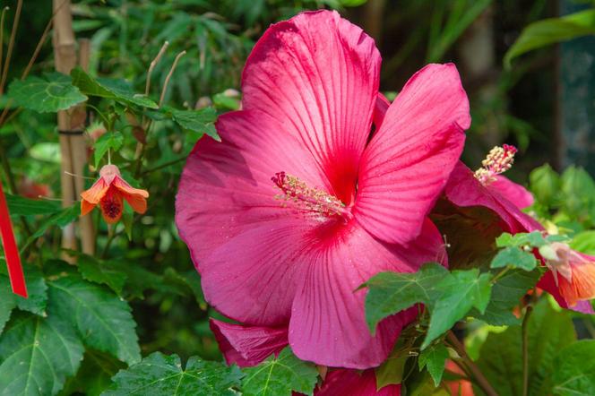 Hibiskus bagienny