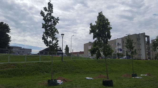 Mieszkańcy Rzeszowa posadzili nowe drzewa. Dadzą cień i zazielenią przestrzeń! 