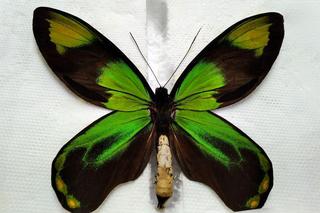 motyle