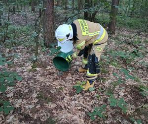 Wąż chciał zjeść żabę na terenie posesji w Gaszowicach. Przeszkodzili mu strażacy