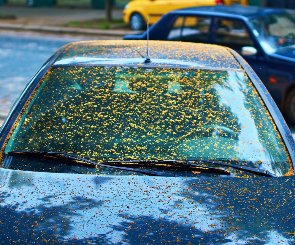 Żółty pył na samochodach i oknach. Czy jest szkodliwy dla zdrowia?