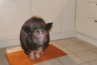 Stefan zaginął. Trwają poszukiwania prosiaka