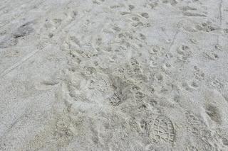 Mieszkańcy wyprowadzają psy na stadionie rugby w Olsztynie. „Nas...e, dziury wykopane”