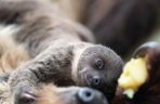 W łódzkim zoo przyszedł na świat leniwiec