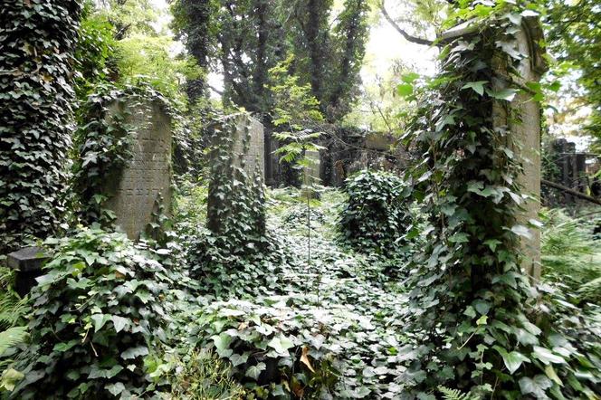 Cmentarz żydowski w Katowicach: Niezwykłe miejsce [ZDJĘCIA]