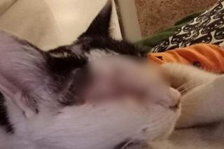 Znęcanie się na zwierzętami. Ktoś strzelał do kotki Pepsi