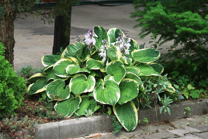 Funkia 'Christmas Tree' - Hosta 'Christmas Tree'