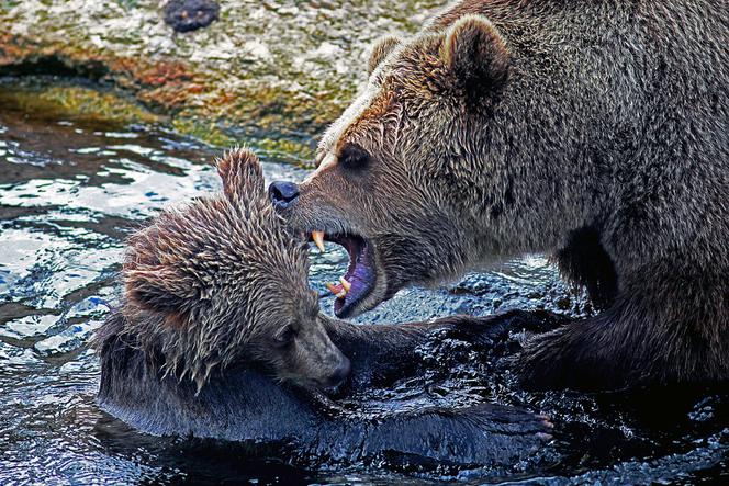 Niedźwiedzica z trójką młodych zaatakowała turystę w Bieszczadach