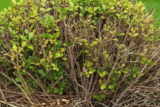 Rozcieńcz z płynem do naczyń i spryskaj uschnięty bukszpan, a momentalnie odżyje. Usuniesz ćmę bukszpanowa bez chemii. Jak uratować bukszpan?