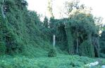 KUDZU