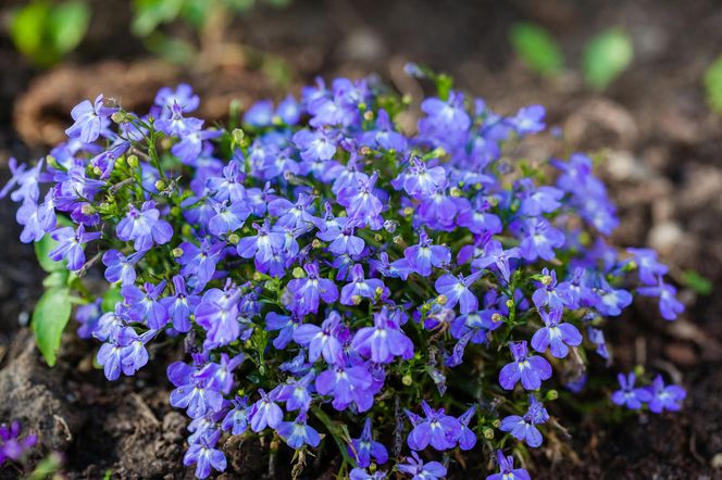 Lobelia – drobna, ale efektowna